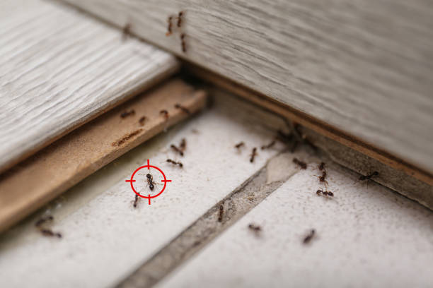 Best Affordable Pest Control Services  in Mitchell, SD