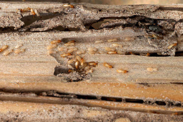 Best Termite Control Services  in Mitchell, SD